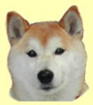 ./